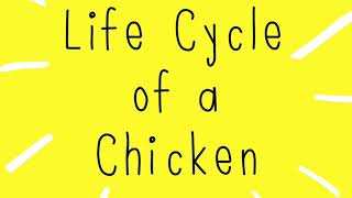 Life cycle of a chicken [upl. by Leandre]