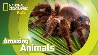 Tarantula Habitat and Behavior [upl. by Nihcas]