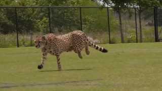 Cheetahs Running [upl. by Pik]