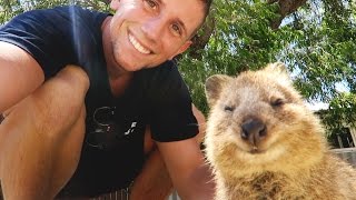 Quokka In the Wild [upl. by Dlorag288]