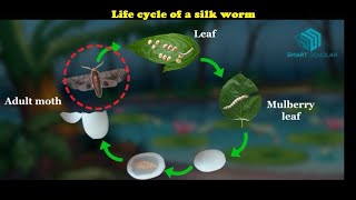 Life cycle of a silk worm [upl. by Boggers144]