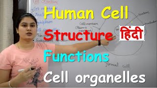 Human Cell in Hindi  The Fundamental Unit Of Life  Organelles  Structure Functions in Hindi [upl. by Enylecoj]