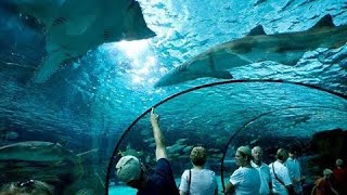 Ripley’s Aquarium Walkthrough  Myrtle Beach SC [upl. by Dyana744]