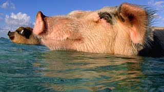 These Swimming Pigs Live a Cushy Lifestyle in the Bahamas [upl. by Annaerdna]