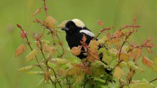 Bobolink [upl. by Bohman]