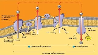 Electron Transport System and ATP Synthesis [upl. by Eilyab]