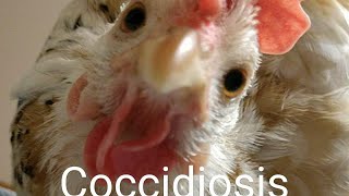 Coccidiosis In Chickens [upl. by Lumbye]