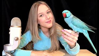 ASMR but my bird gives you tingles [upl. by Eelegna]