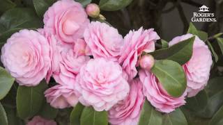 Gardening 101 Series  How to Plant amp Maintain a Camellia [upl. by Ritchie]