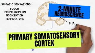 2Minute Neuroscience Primary Somatosensory Cortex [upl. by Airekal]