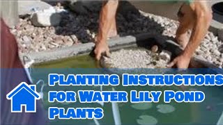 Care of Lilies  Planting Instructions for Water Lily Pond Plants [upl. by Hgielrak]