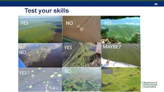 How to Identify Harmful Algal Blooms HABs Tips and Tricks [upl. by Ylera]