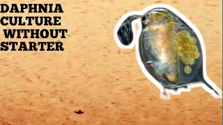 HOW TO CULTURE DAPHNIA NATURALLY WITHOUT A STARTER [upl. by Ylebmik]