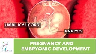 Pregnancy and Embryonic Development [upl. by Kyle]