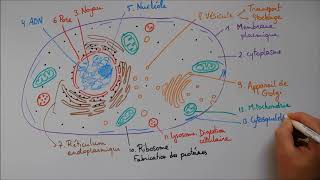 Structure cellulaire 2  ribosome lysosome mitochondrie cytosquelette centrosome [upl. by Sandie]