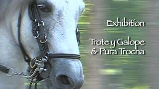 PASO FINO GRAND PRIX HORSE SHOW  FLORIDA [upl. by Anaujd553]