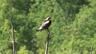 A Bobolink sings out at Forks of the Credit Provincial Park [upl. by Carlile]