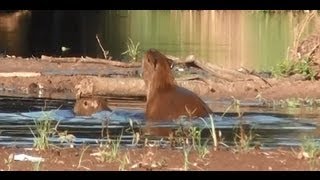 CAPIVARA no cio HYDROCHOERUS HYDROCHAERIS CAPYBARA NA TRILHA DO PORCOCAPIVARA [upl. by Sharline]