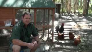 Worm Mite amp Lice All In One Treatment For Chickens amp Quail Ivermectin [upl. by Smailliw]