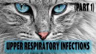 Part 1 Feline Upper Respiratory Infection  Feline Viral Rhinotracheitis [upl. by Finbur882]