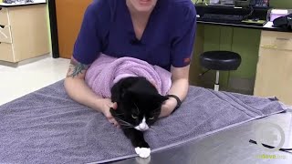 The Purrito Method Feline Towel Restraint [upl. by Rusticus307]