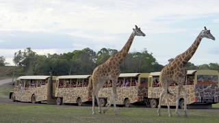 Sunset Safari at Werribee Open Range Zoo [upl. by Smaj]