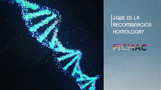 Recombinación homóloga HRR  Homologous recombination HRR [upl. by Roleat]