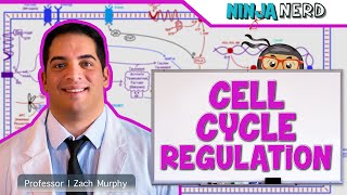 Cell Biology  Cell Cycle Regulation [upl. by Ivetts]