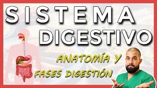 Anatomía del SISTEMA DIGESTIVO Repaso general [upl. by Enylhsa661]