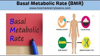 Basal Metabolic Rate BMR  Basal Metabolic Rate Biochemistry [upl. by Yajiv]