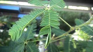 Naturaleza en vivo nastias en Mimosa pudica [upl. by Vaas]