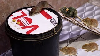 Live Trapping Moles  A Close Look At These FascinatingCreatures  Mousetrap Monday [upl. by Iem629]