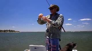 Leschenault Estuary Whiting [upl. by Anstus]