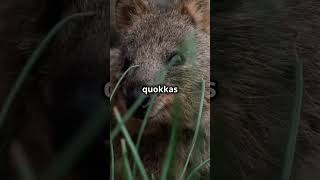 The Quokka Natures Smiling Wonder [upl. by Lorou]