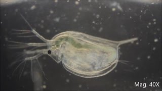 Daphnia magna under the Microscope [upl. by Miarfe]