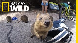 How Did Selfies Save the Cute Quokka  Nat Geo Wild [upl. by Lash537]