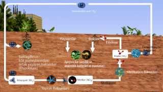 Ekosistemler  Azot Döngüsü [upl. by Irena]