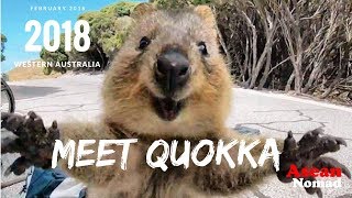 Quokka The happiest animal in the world Meet Quokka [upl. by Vallery348]