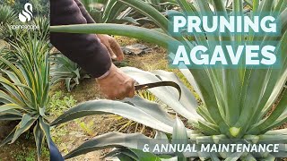 Pruning Agaves amp Annual Maintenance [upl. by Sissel334]