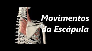 Movimentos da Escápula em 3D [upl. by Melar187]