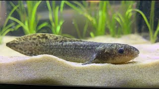 Australian Lungfish one of the rarest aquarium fish [upl. by Mccready465]