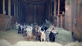 Epic Running of the Goats SunflowerFarmCreamery [upl. by Atteiram353]