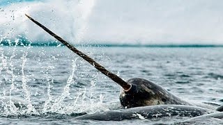 Monodontidae Beluga whale Narwhal  Нарваловые Белуха Нарвал [upl. by Yevi]