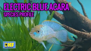 ELECTRIC BLUE ACARA SPECIES PROFILE [upl. by Htabmas]