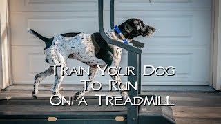 Teach Your Dog To Run On A Treadmill [upl. by Prentice811]