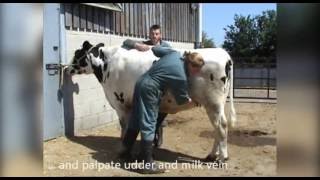 General clinical exam cattle [upl. by Cristine384]