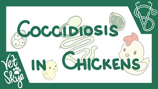 Coccidiosis in Chickens  causes pathophysiology life cycle diagnosis prevention [upl. by Dorene862]