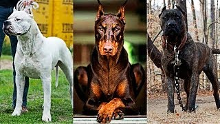 10 RACES DE CHIENS INTERDITS DANS LE MONDE  Dr Bot [upl. by Ruomyes]