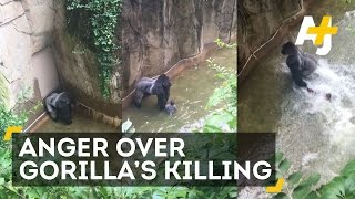 Gorilla Killed After 4YearOld Falls Into Enclosure [upl. by Plotkin365]