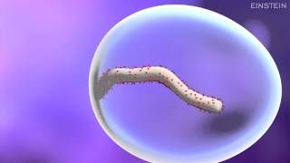 How Ebola Virus Infects a Cell [upl. by Gyimah]